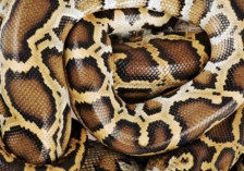 Kering s’inquiète de l’origine des pythons utilisés dans le secteur de la mode