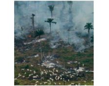 Greenpeace dénonce les marques complices de la déforestation en Amazonie